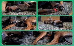Belgian Shepherd Dog dogs for sale: Belgian Malinois puppies - Image 6