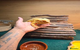 Bearded Dragon reptiles for sale: Bearded dragon - Advert 5