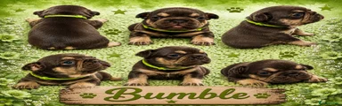 Bumble French Bulldog 3