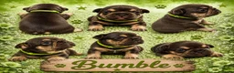 French Bulldog dogs for sale: Outstanding KC registered French bulldog puppies  - Advert 5