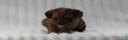 Mixed Breed dogs for sale: Havatoodle Pups - Advert 25
