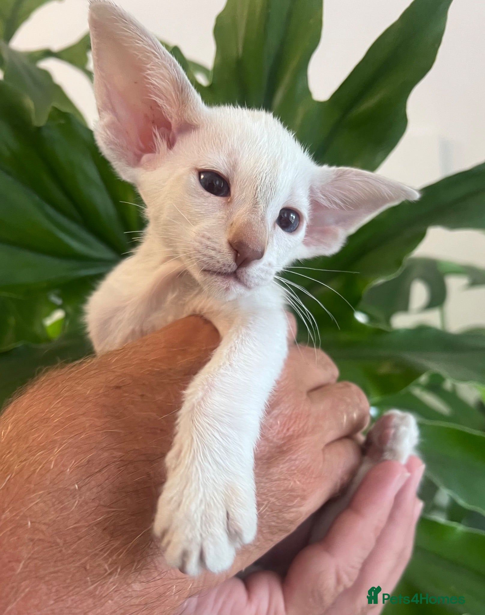 Siamese cats Siamese kittens - Advert 2