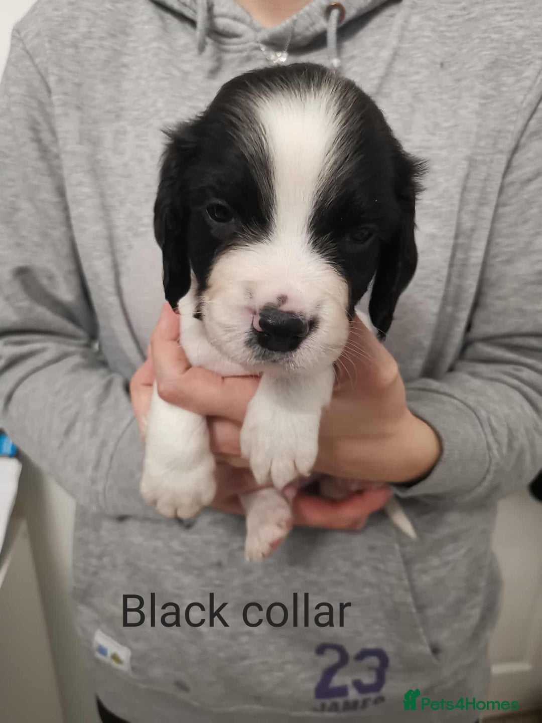 English Springer Spaniel dogs for sale: 🐶 Chunky Springer Spaniel Puppies for Sale! 🏡 - Advert 6