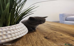 Scottish Fold cats for sale: Playful Scottish Fold & Straight Kittens for Sale! - Image 4