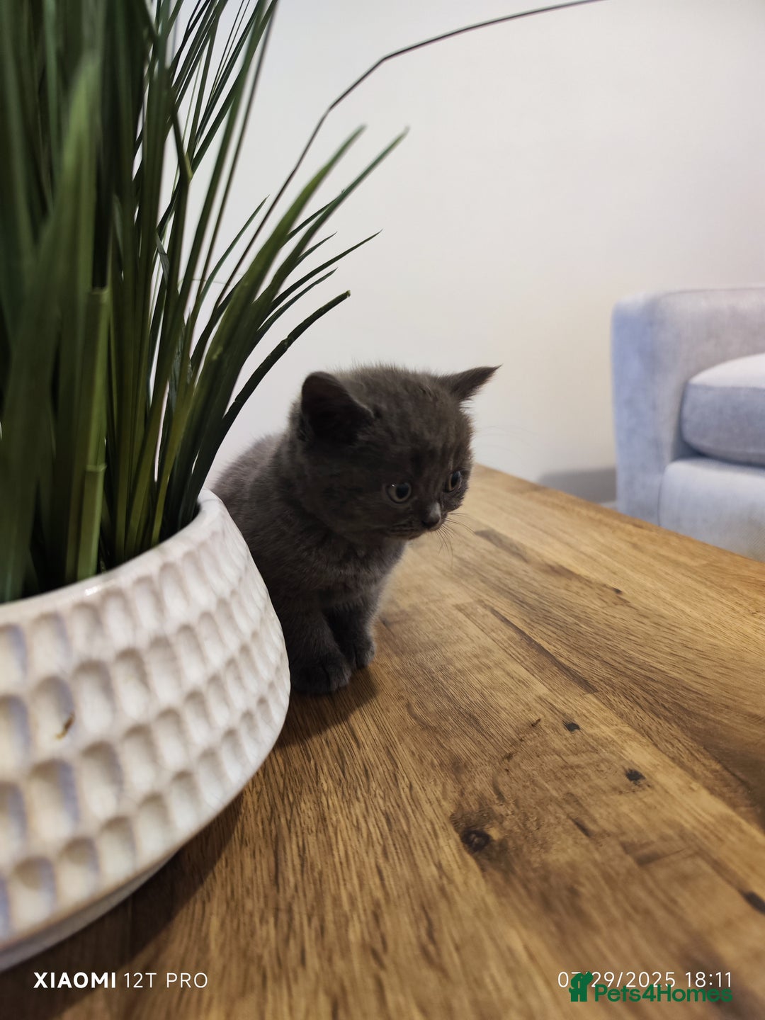 Scottish Fold cats for sale: Playful Scottish Fold & Straight Kittens for Sale! - Image 4