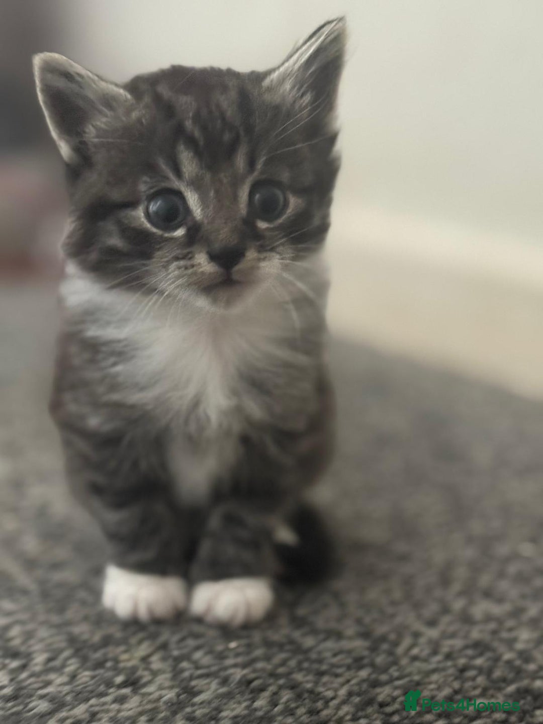 Maine Coon cats for sale: Maine coon mix Persian kittens   - Image 6