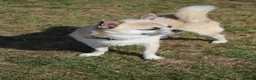 Chihuahua dogs for stud: Gizmo chihuahua stud in Worcester - Advert 4