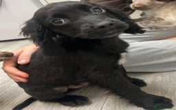 Cocker Spaniel dogs for sale: Last cocker spaniel male  - Image 4