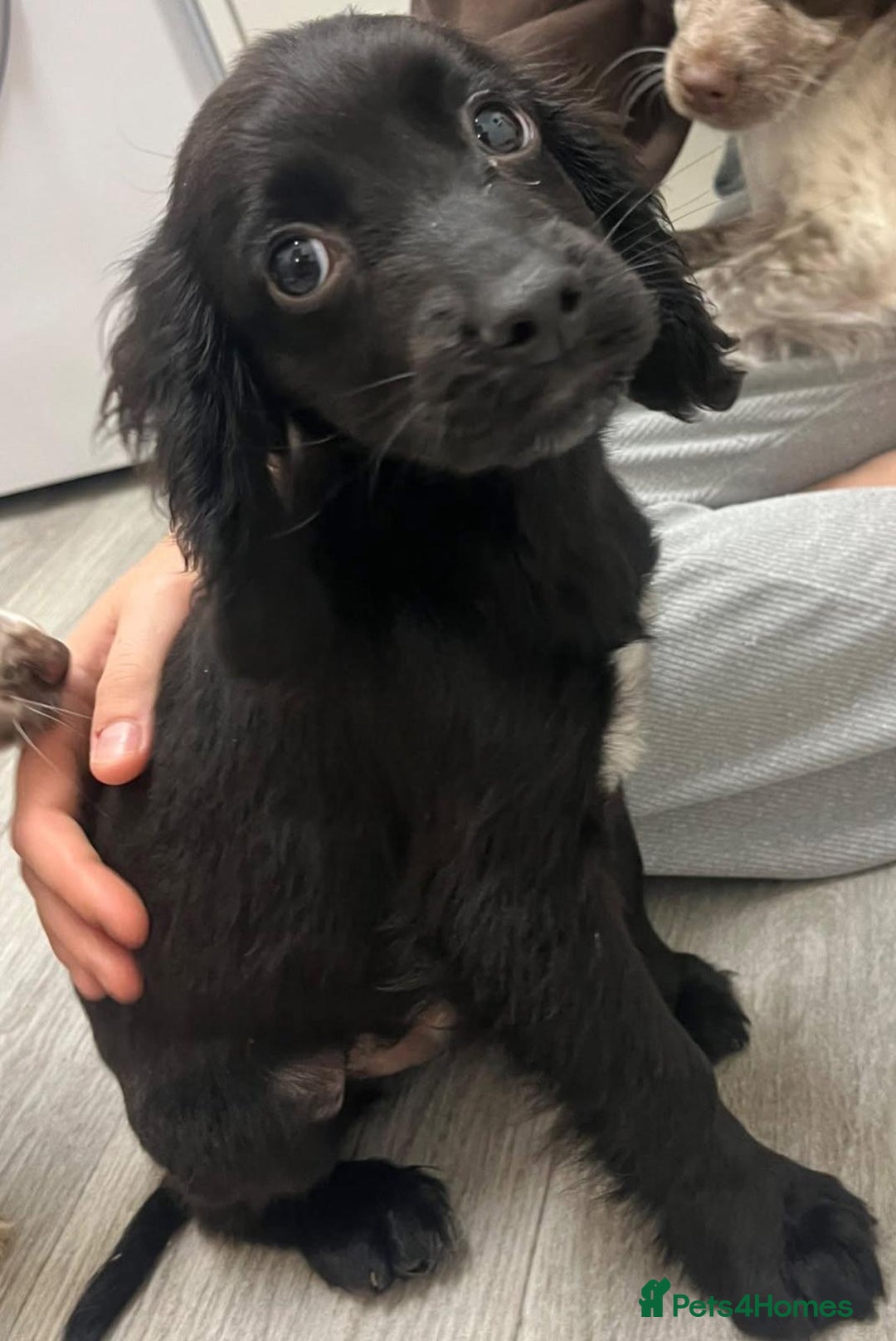 Cocker Spaniel dogs for sale: Last cocker spaniel male  - Image 4