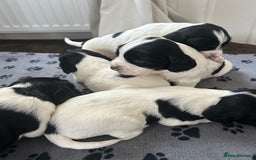 English Springer Spaniel dogs for sale: 10 stunning spaniel puppies for sale  - Image 7