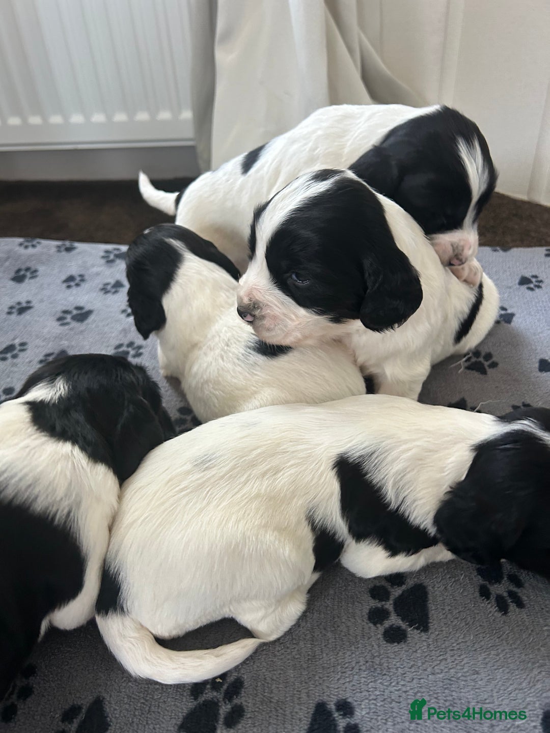 English Springer Spaniel dogs for sale: 10 stunning spaniel puppies for sale  - Image 7