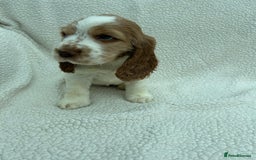 Cocker Spaniel dogs for sale: READY NOW KC Reg.Show Cocker Spaniels  - Image 8