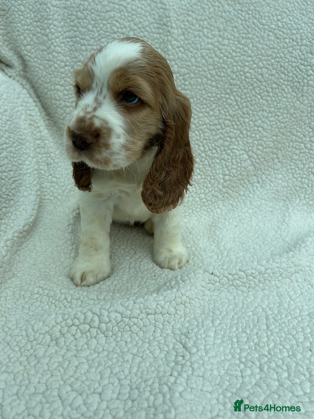 Cocker Spaniel dogs for sale: READY NOW KC Reg.Show Cocker Spaniels  - Image 8