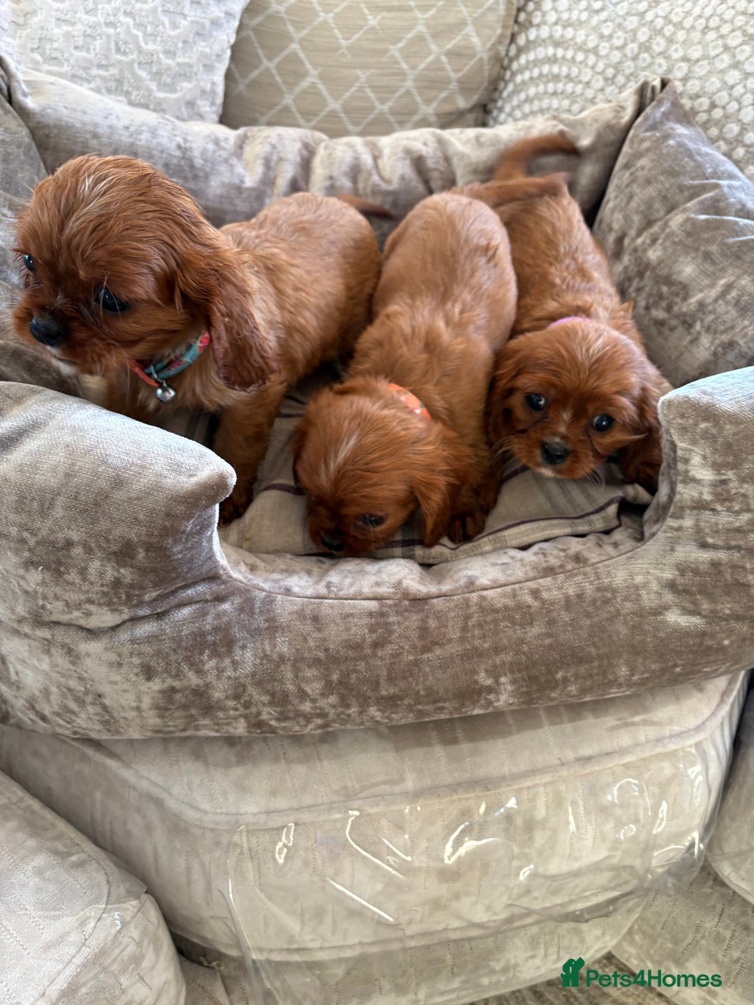 Cavalier King Charles Spaniel dogs for sale: Cavalier King Charles pups  - Advert 23