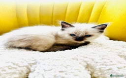 Ragdoll cats for sale: Ragdoll Kittens  - Image 6
