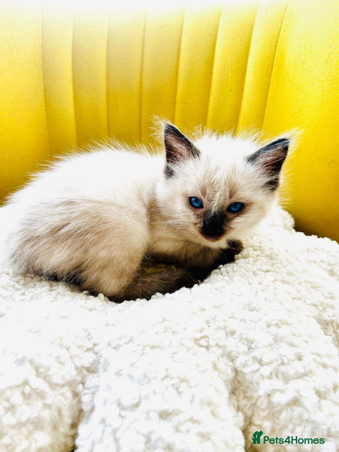 Ragdoll cats for sale: Ragdoll Kittens  - Image 6