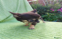 Chihuahua dogs for sale: Amazing Quality Long Coat Chihuahua puppies - Image 33