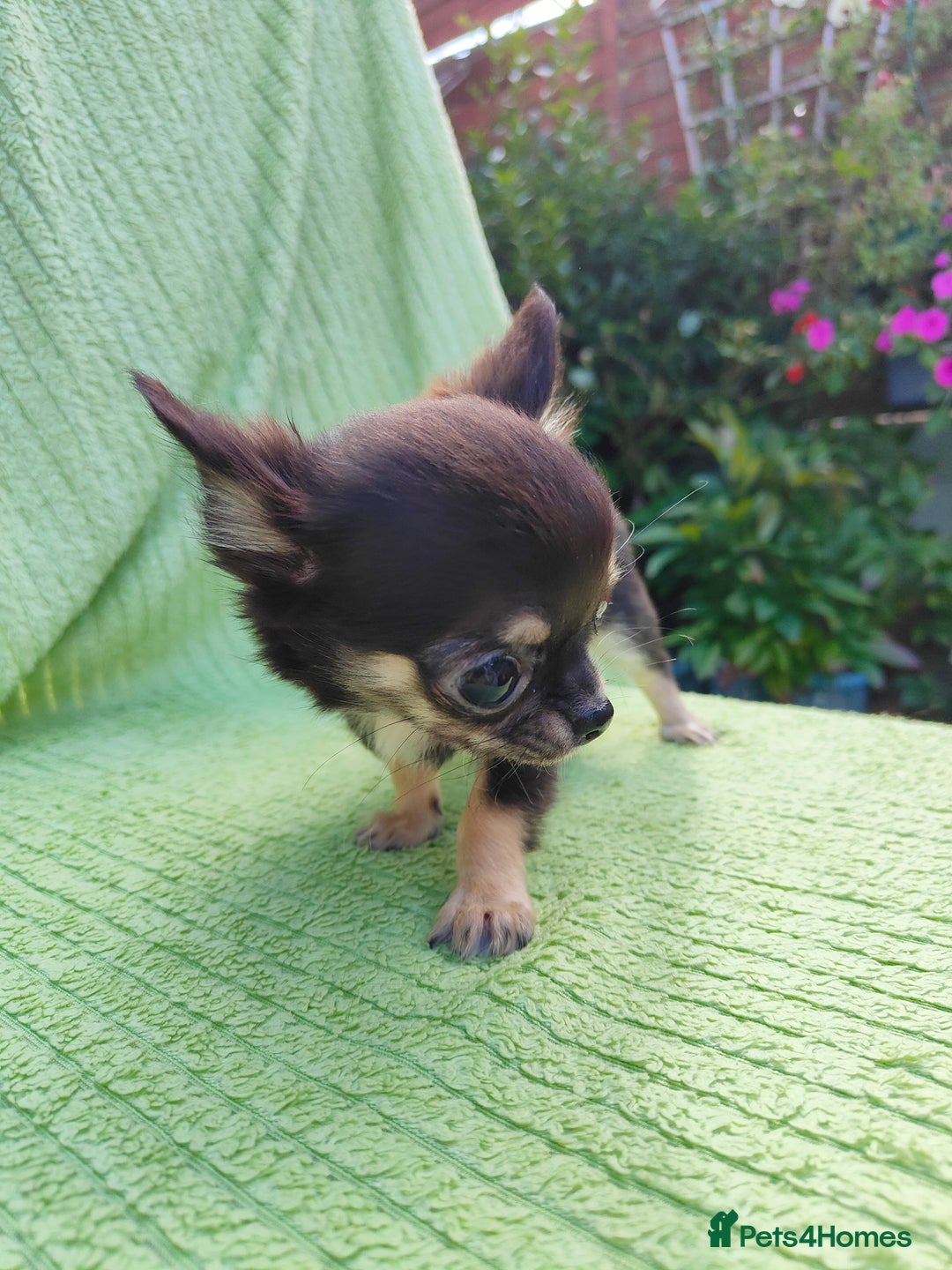 Chihuahua dogs for sale: Amazing Quality Long Coat Chihuahua puppies - Image 33