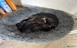 Mixed Breed cats for sale: Black and white kittens - Image 18