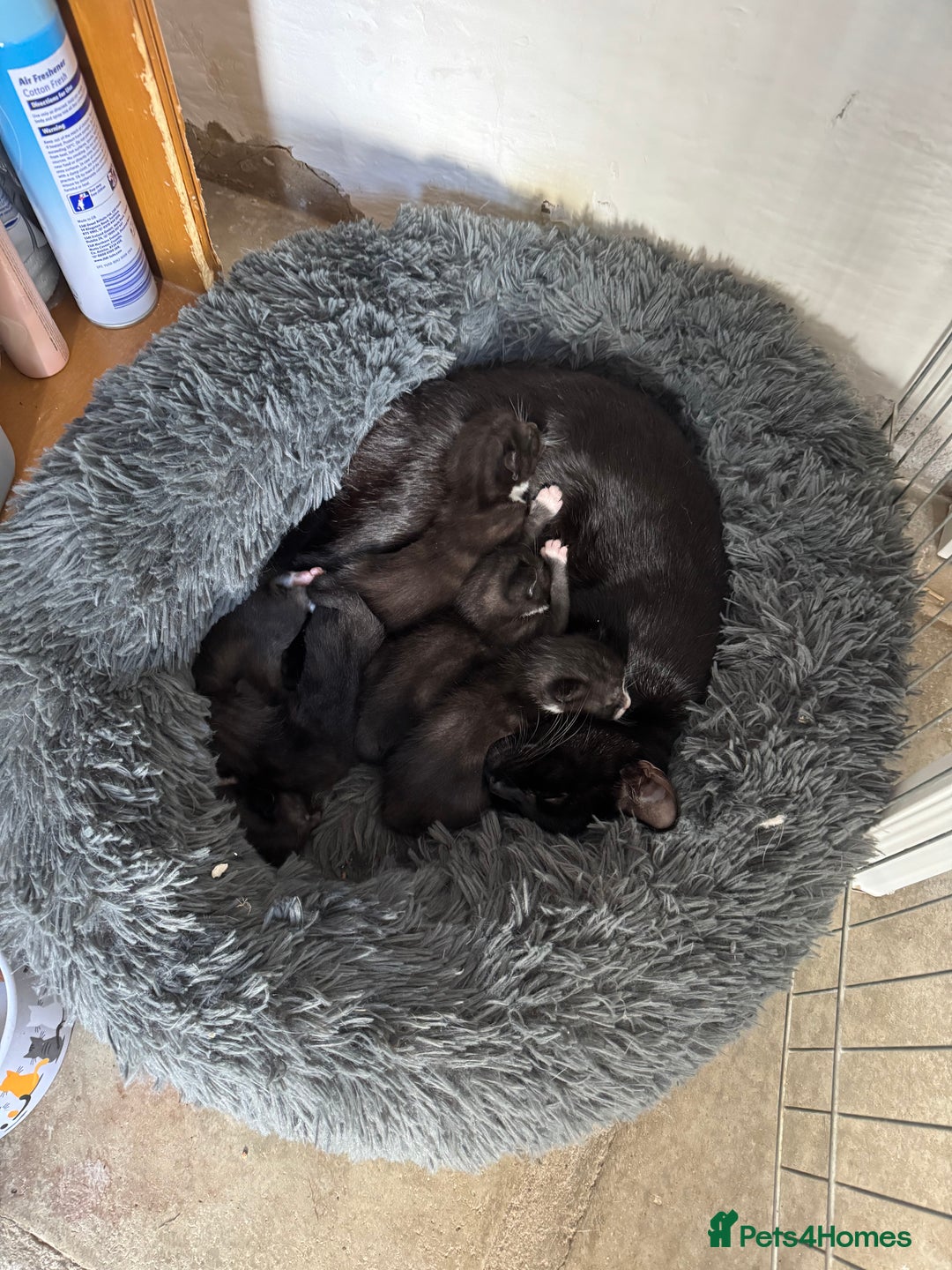Mixed Breed cats for sale: Black and white kittens - Image 18