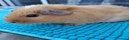 Guinea Pig rodents for sale: Female Guinea Pigs - Advert 2