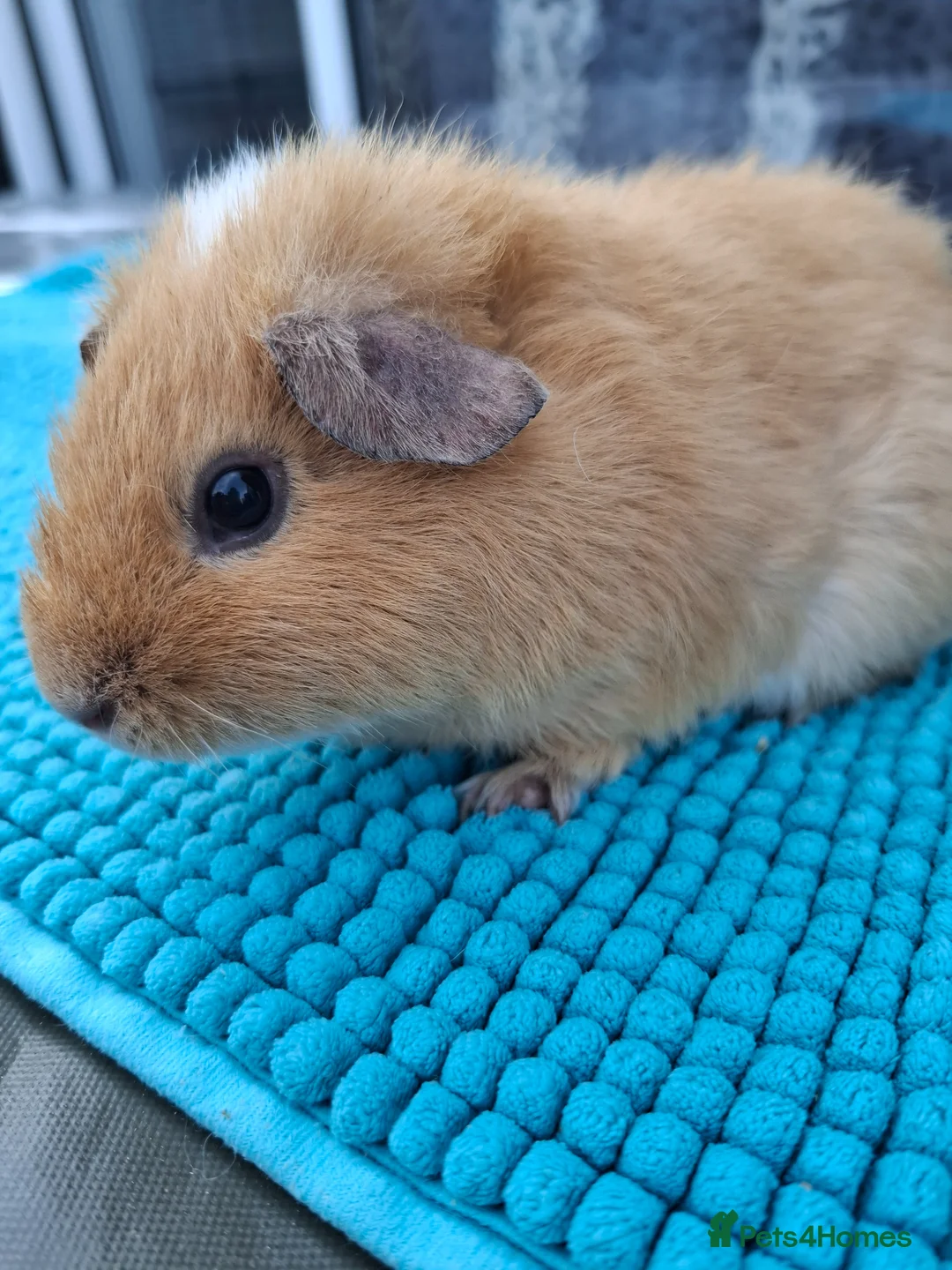 Guinea Pig rodents for sale: Female Guinea Pigs - Advert 2