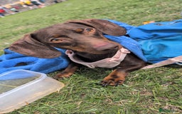 Miniature Dachshund dogs for sale: Female dachshund 2 years old  - Image 5