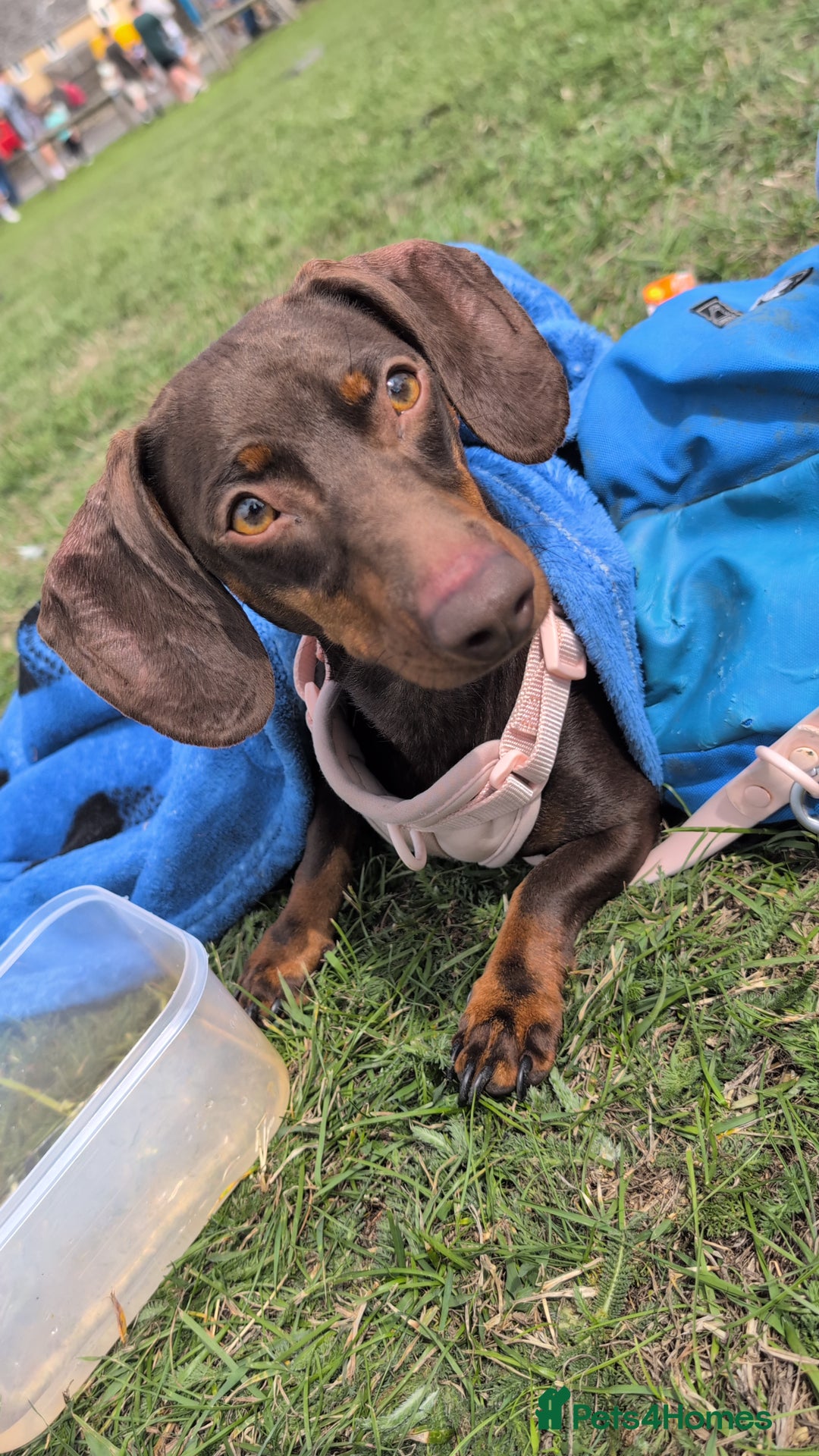 Miniature Dachshund dogs for sale: Female dachshund 2 years old  - Image 5