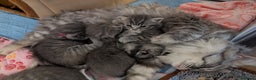 Mixed Breed cats for sale: Beautiful grey silver tabby kittens, ragdoll X Mum - Advert 17