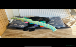 Labrador Retriever dogs for sale: Male Labrador  - Image 1