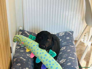 Labrador Retriever dogs - Advert 1