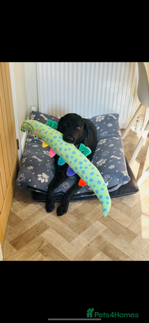 Labrador Retriever dogs - Advert 2