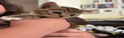 Mixed Breed cats for sale: Beautiful kittens  in Ipswich - Advert 4