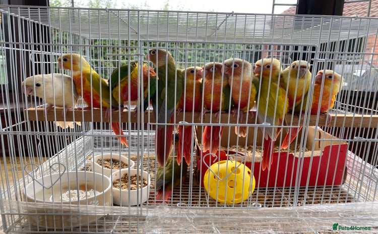 Conures birds - Advert 2