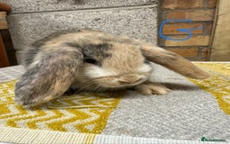 Mini Lop rabbits for sale: Mini Lop Rabbits For Sale  - Advert 19