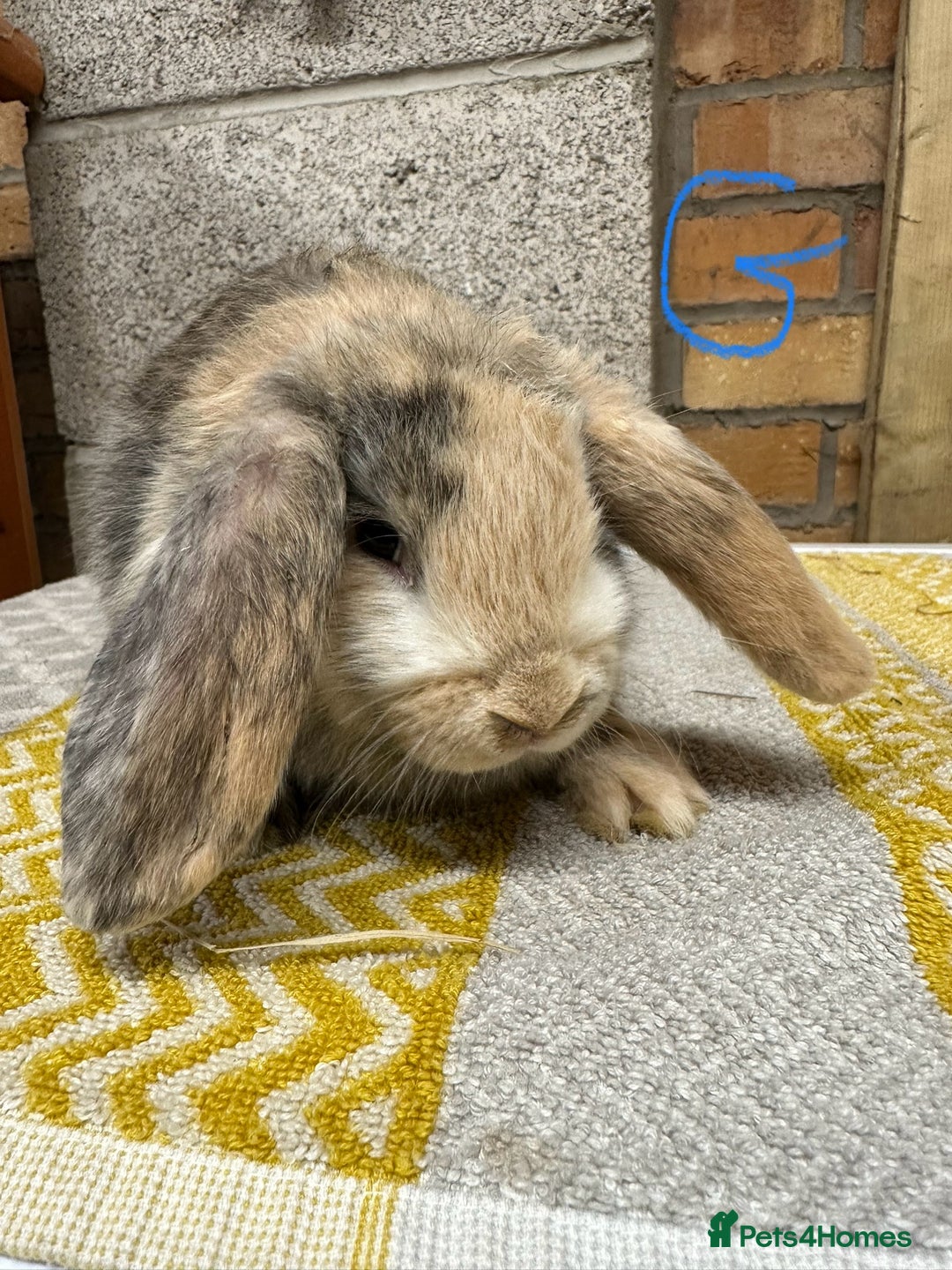 Mini Lop rabbits for sale: Mini Lop Rabbits For Sale  - Advert 19