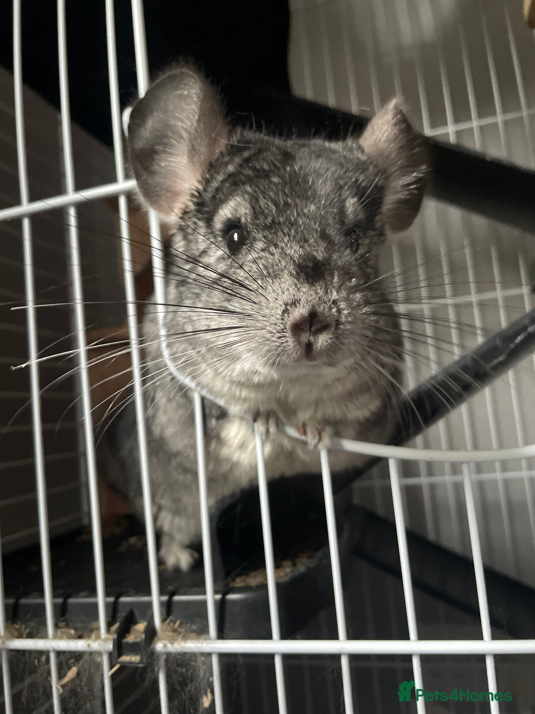 Chinchilla rodents for sale: Pair of female chinchillas looking for a new home - Image 7