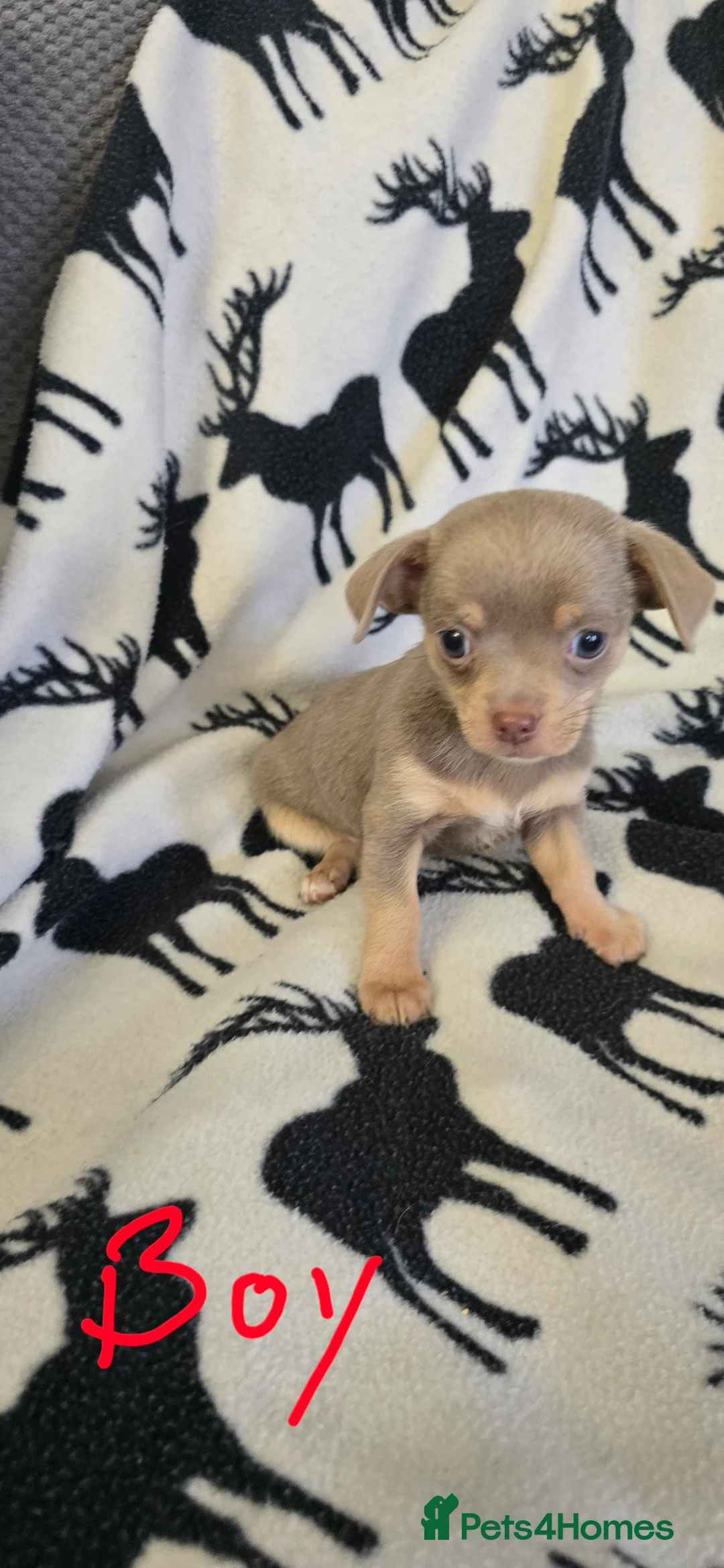 Chihuahua dogs for sale: Beautiful Chihuahua puppies  in Blackwood - Advert 19