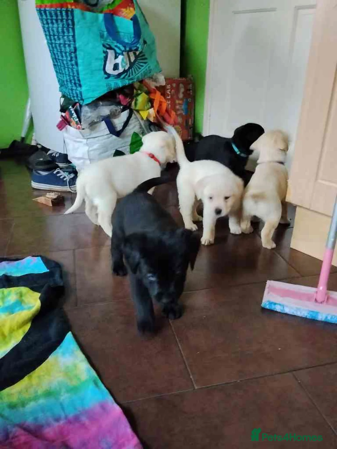 Labrador Retriever dogs for sale: 6 Yellow/Black Labrador Retrievers - Advert 11