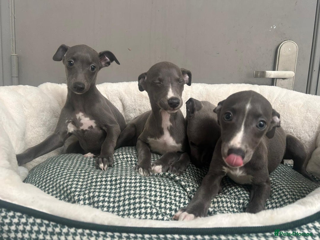 Whippet dogs for sale: Top Quality KC Reg Blue Whippet Puppies - Image 5