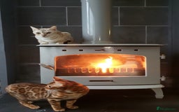 Bengal cats for sale: Mother and daughter bengal for rehoming  - Image 2