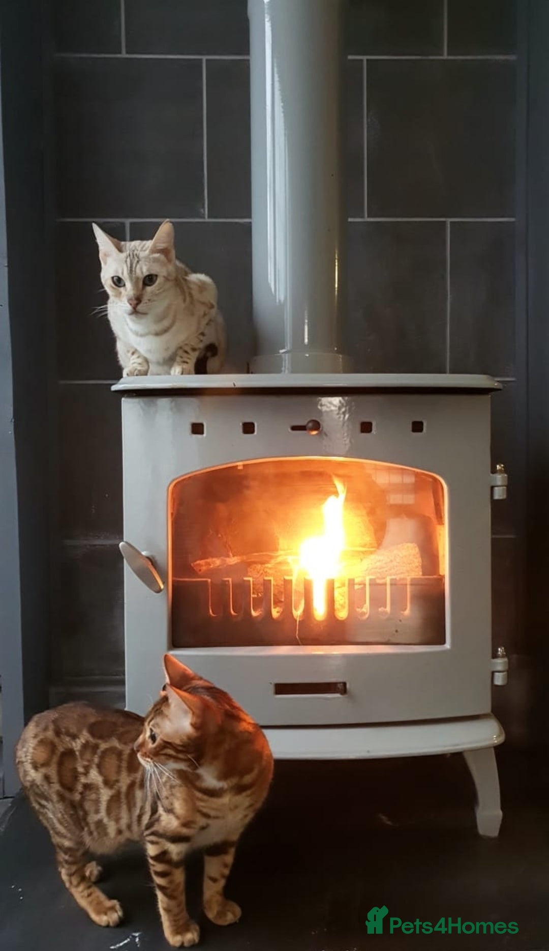 Bengal cats for sale: Mother and daughter bengal for rehoming  - Image 2