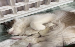 Ragdoll cats for sale: 5 ragdoll kittens GCCF  - Image 5