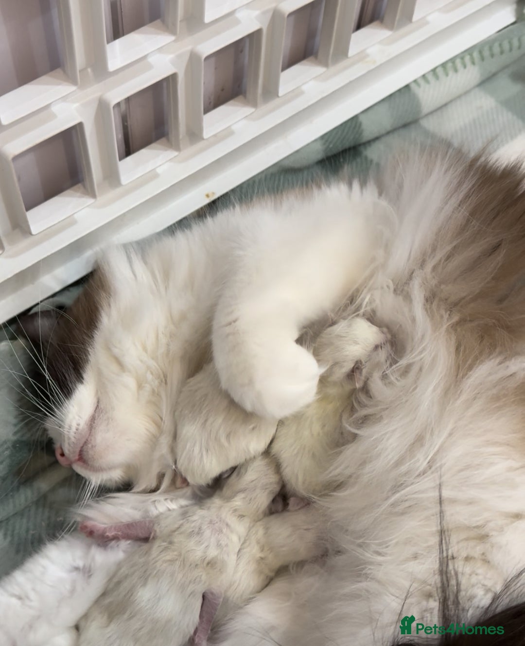 Ragdoll cats for sale: 5 ragdoll kittens GCCF  - Image 5