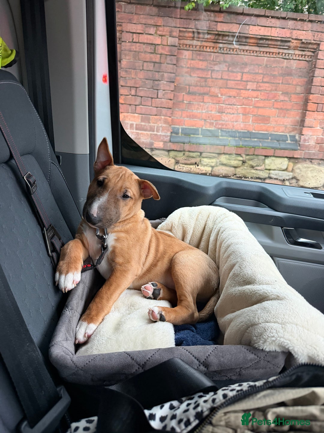 Miniature Bull terrier dogs for sale: Miniature bull terrier  - Advert 2