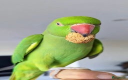 Parrots birds for sale: Tamed loving Parrot  - Image 3