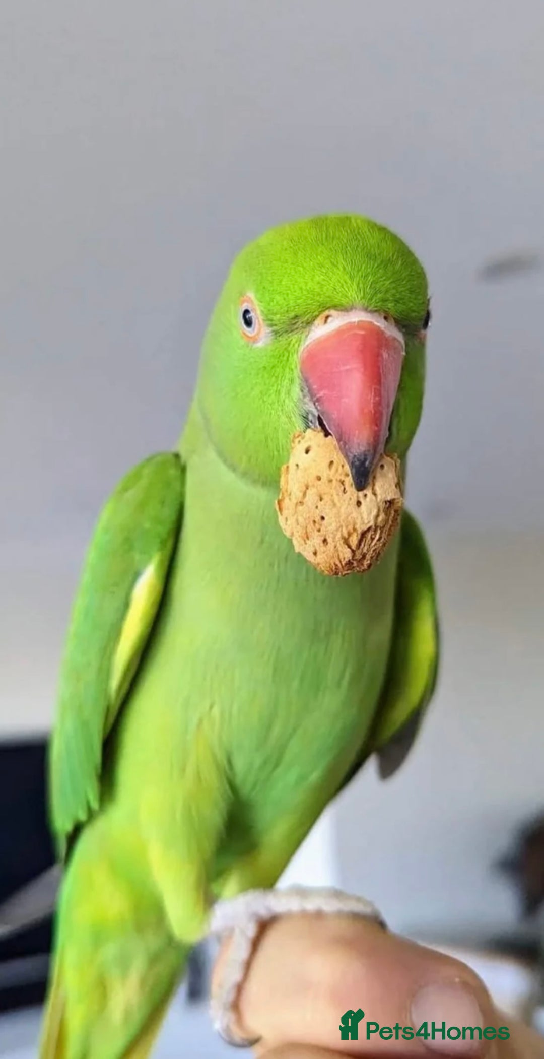 Parrots birds for sale: Tamed loving Parrot  - Image 3