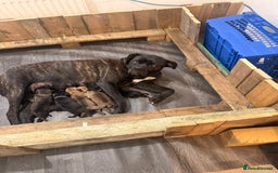 Mixed Breed dogs for sale: Came Corso X Puppies - Image 32