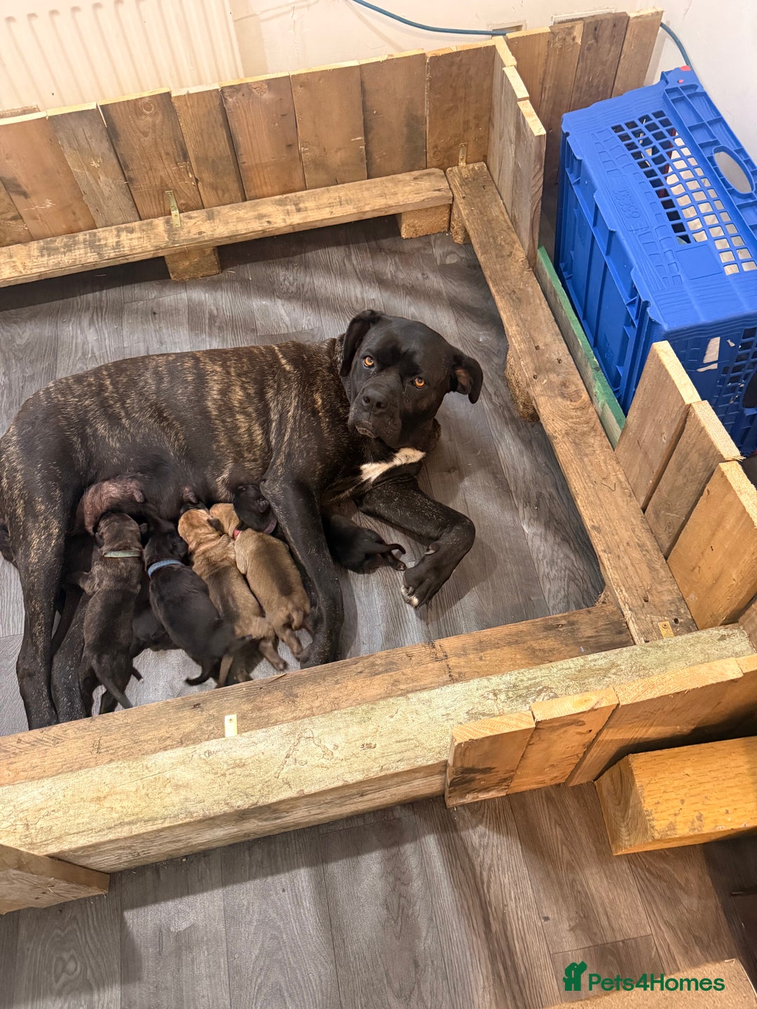 Mixed Breed dogs for sale: Came Corso X Puppies - Image 32