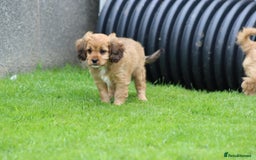 Cavapoo dogs for sale: F1 Cavapoo puppies for sale - Image 26